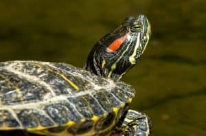 red eared slider