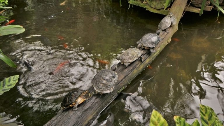 How Long Do Pet Turtles Live