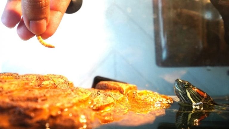 Red-Eared Slider Turtle Feeding