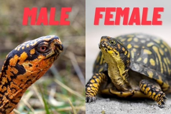 male vs female turtle