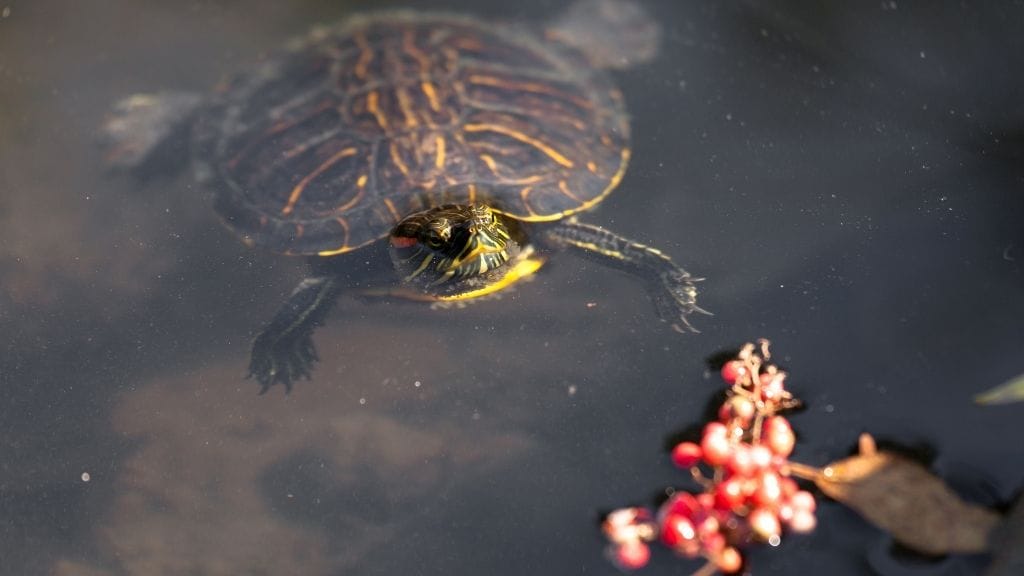 feeding red eared sliders