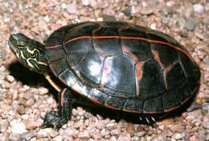 how long can painted turtles stay underwater