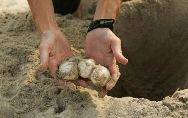 How to Make a Nesting Box for Turtles