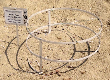 How to protect turtle egg nest