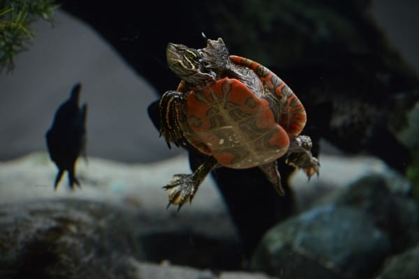 How to tell how old a painted turtle is