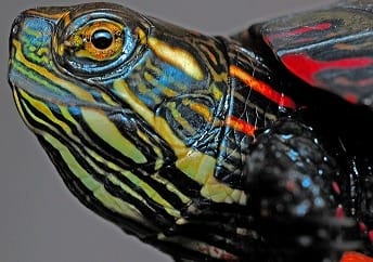 How to tell how old a painted turtle is