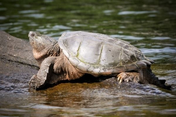 How to tell how old a snapping turtle is