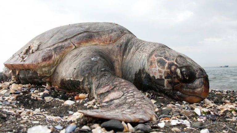 How to tell if your turtle is dead