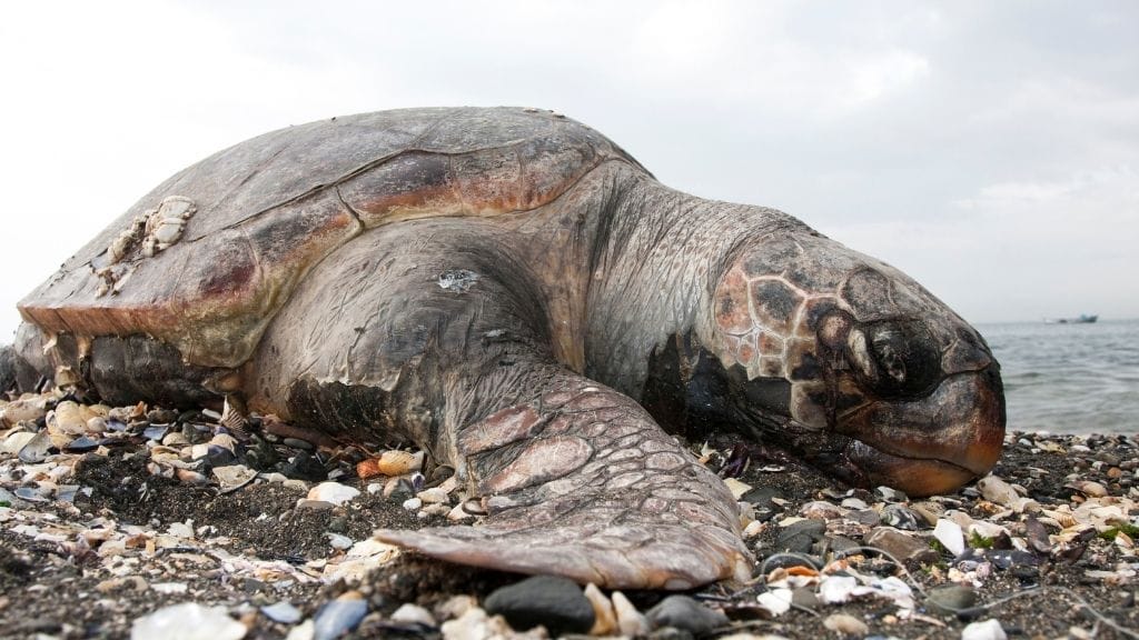 How to tell if your turtle is dead