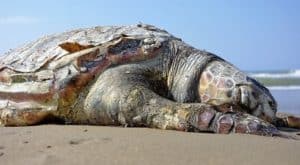 How to tell if your turtle is dead