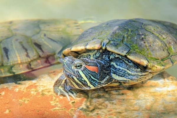 How to tell the age of a red-eared slider turtle