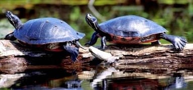 Why Won’t My Red-Eared Slider Bask? – The Turtle Hub