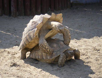 Why my turtle laid eggs without a mate