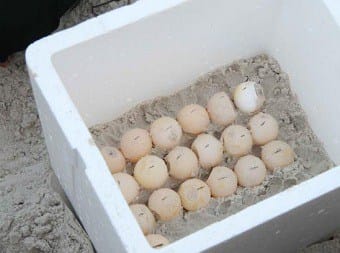 diy turtle egg incubator