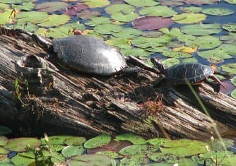floating turtle dock for ponds