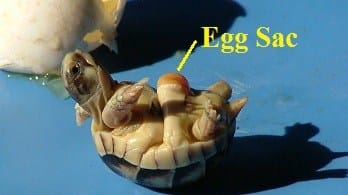 hatching turtle egg sac