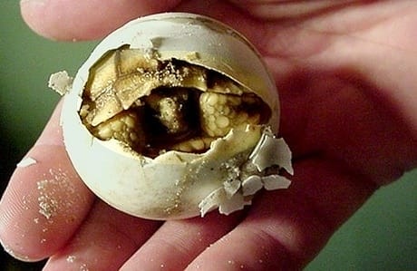 how to hatch turtle eggs without an incubator