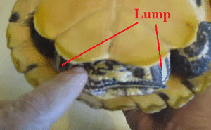 how to know if a turtle is carrying eggs