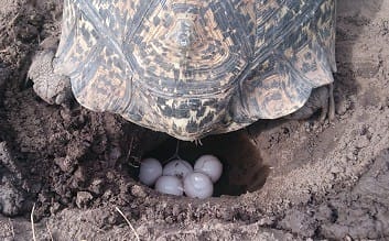 questions about turtle eggs