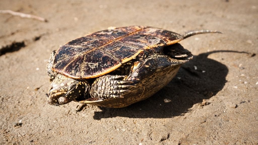 How To Tell If Your Turtle Is Dead? [5 Sure Ways] – The Turtle Hub