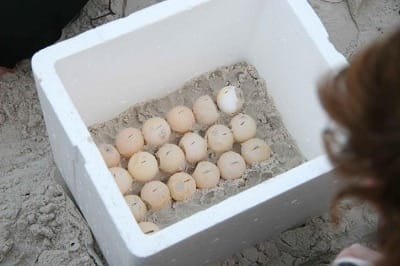 turtle egg incubation