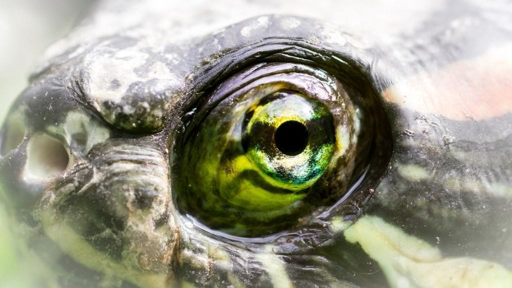 turtle eye diseases