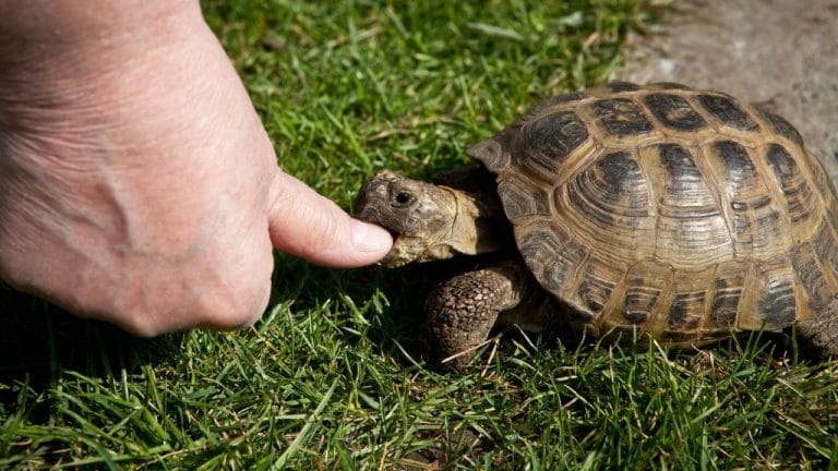 Why Is My Turtle Biting His Arm?