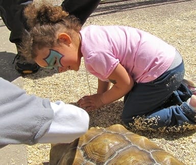 How to Make Your Turtle Not Afraid of You