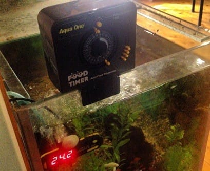 Best Automatic Turtle Feeder