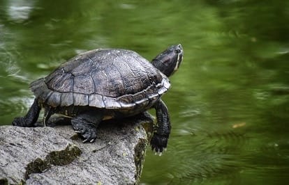 Is My Turtle Basking Too Much? – The Turtle Hub