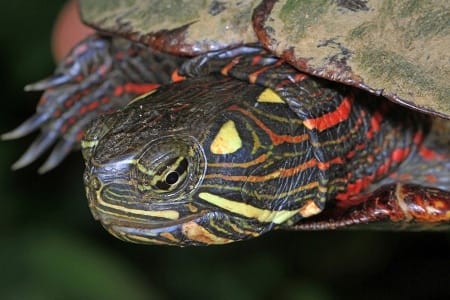 Can Painted Turtles Live With Fishes
