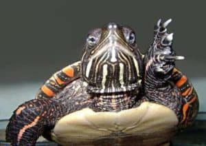Can Painted Turtles See In The Dark