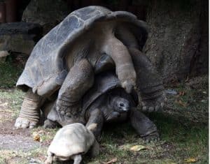 how much do turtles weigh