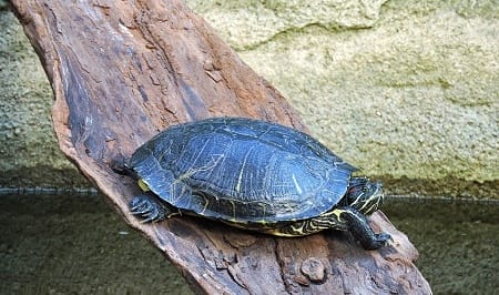 DO PAINTED TURTLES LIKE TO BE ALONE