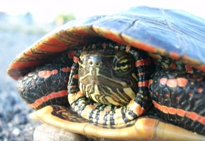 DO PAINTED TURTLE LIKE TO BE HELD?