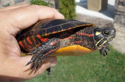 Are Painted Turtles Illegal To Have As Pets