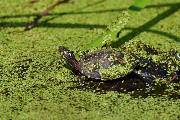 These 10 Outdoor Turtle Pond Ideas Will Make You Want to Build One Today