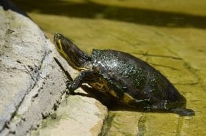 HOW TO SET UP A PAINTED TURTLE TANK