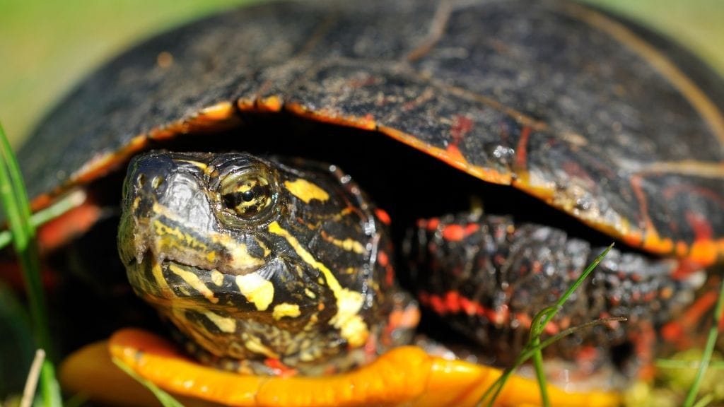 How Fast Do Painted Turtles Grow