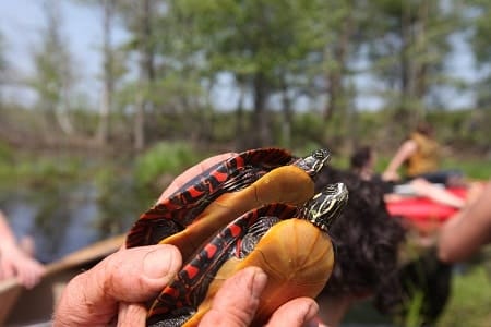 How Much Is A Painted Turtle