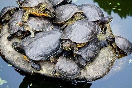 Interesting Facts about Painted Turtle