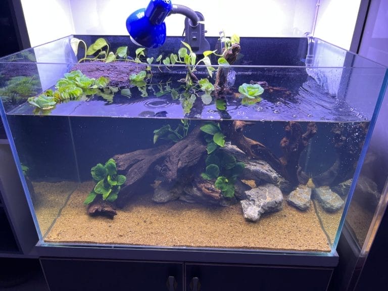 Turtle Basking Lights 101: The Simple Setup Every Beginner Needs