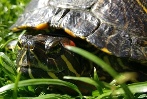 WHY DO RED EARED SLIDERS SHAKE THEIR HANDS