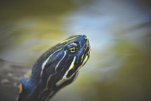 Why Do Red Eared Sliders Bite Each Other