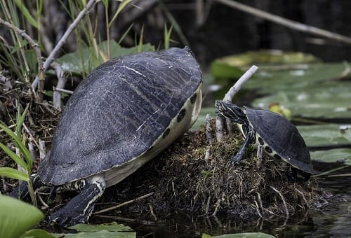 Why Does Red Eared Slider Shed