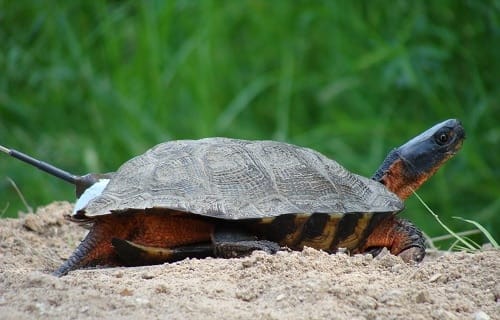 Why Is My Red Eared Slider Digging