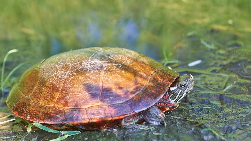painted turtle care