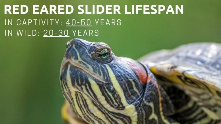 red eared slider lifespan