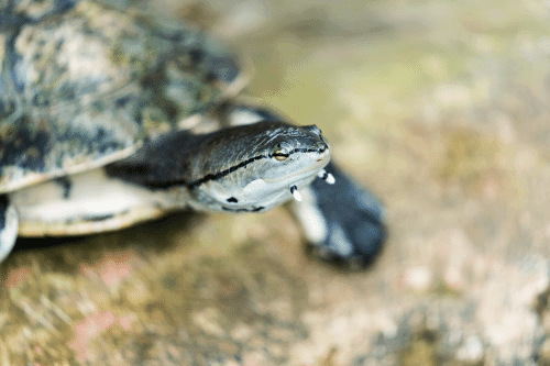 Red Eared Slider Sleeping Habit