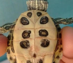 Shell Rot turtle